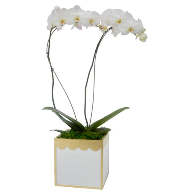 scalloped planter pot WHITE AND GOLD SQUARE SCALLOPED PLANTER